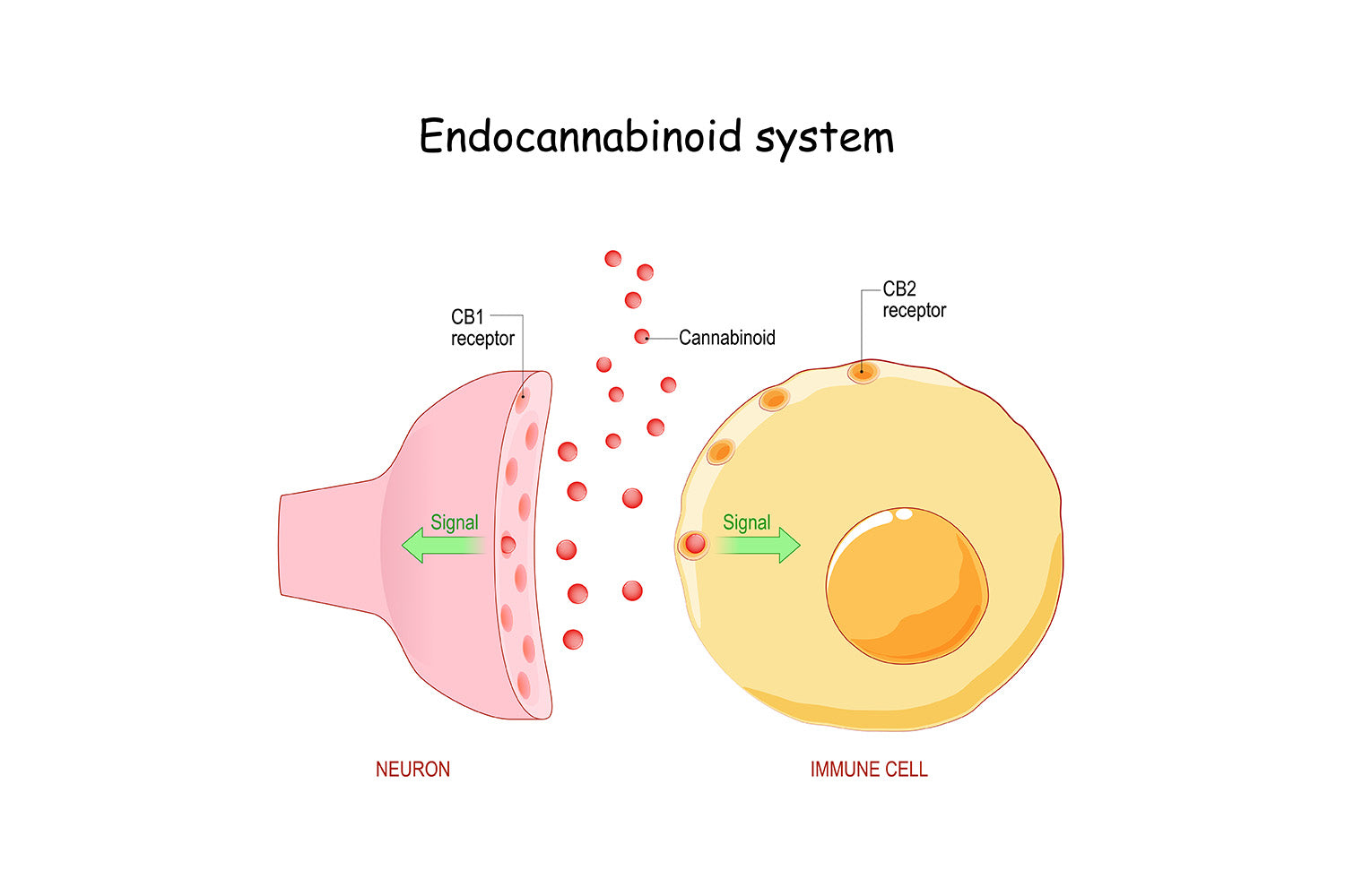 Diagram of endocannabinoid system with CB1 and CB2 receptors.